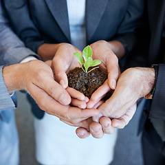 Image showing Hands, business people or group with seedling, plant or together for support, helping hand and trust in office. Men, women and sustainable startup with soil, solidarity and teamwork for development