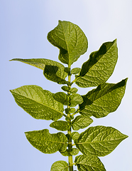 Image showing potato foliage