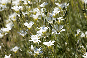 Image showing blooming medical daisies