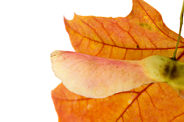 Image showing reddened foliage