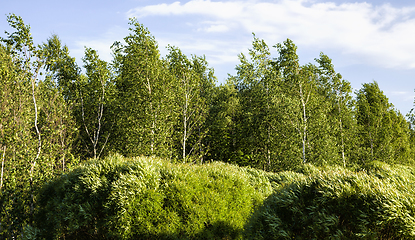 Image showing kinds of trees