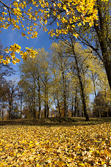 Image showing autumn yellow foliage