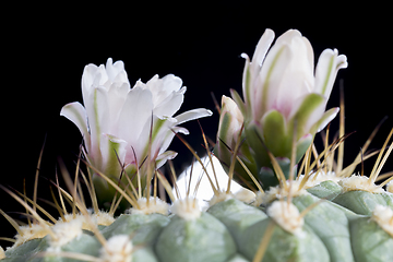 Image showing plants from the desert