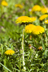 Image showing beautiful dandelion