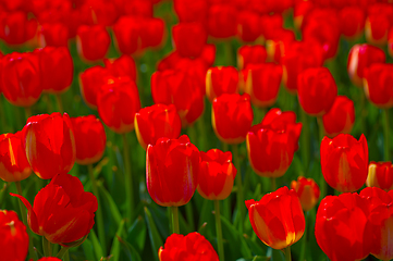 Image showing colorful tulips field