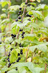 Image showing Black currant