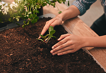 Image showing Seed, hands of farmer man and planting crops in garden or farm. Fresh vegetables or fruits, carbon capture or sustainability and male person with soil agriculture or eco environment planting