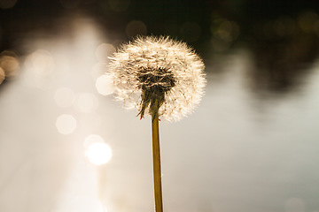 Image showing Flower, pollen and closeup of dandelion in nature for spring, pollination and natural background. Earth, garden weed and zoom of plants for environment, ecosystem and ecology for landscape mockup