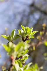 Image showing kinds of trees