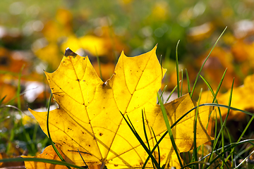 Image showing autumn foliage