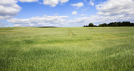 Image showing wheat green field