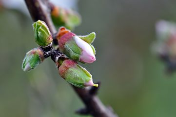 Image showing almond flower buds