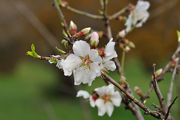 Image showing almond buds and flowers spring nature