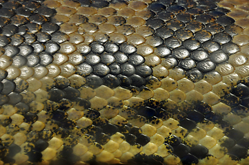 Image showing yellow anaconda snake skin background