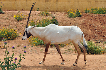 Image showing arabian oryx