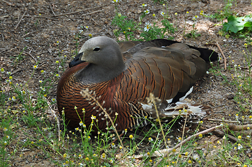 Image showing ashy-headed goose