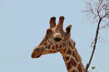 Image showing baringo giraffe