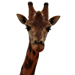 Image showing baringo giraffe animal head