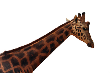 Image showing baringo giraffe on white background