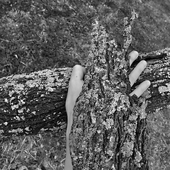 Image showing bark peel covered hand