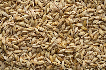 Image showing Barley