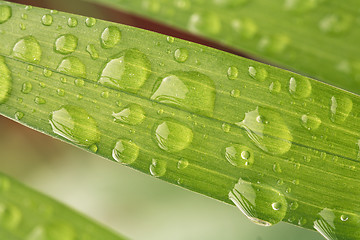 Image showing Leaf