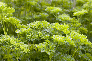 Image showing Parsley (Petroselinum crispum)