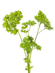 Image showing Parsley (Petroselinum crispum)