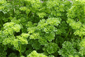 Image showing Parsley (Petroselinum crispum)