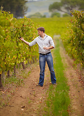 Image showing Vineyard, man and walk with wine glass or farmer, grape farm and luxury vintage, alcohol or drink. Standing, sommelier and taste test or countryside, winery work and quality check or green field