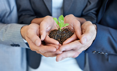 Image showing Hands, team and business with seedling, growth and together with support, helping hand and sustainable in office. Group, people and plant with soil, solidarity and environmental teamwork at startup