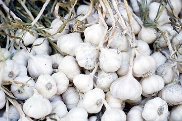 Image showing Garlic