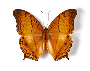 Image showing Above, insect and butterfly in studio for taxidermy, art and decoration against a white background. Top view, bug and pattern of creature wings isolated with color, beauty and natural shapes detail