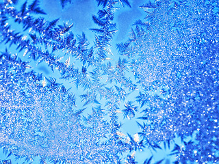 Image showing Winter, cold and closeup of leaves, frozen and nature in harmony outdoors in water and calm with frost. Plant, fern and floating leaf in ice in a cool season, beauty and calming on the surface