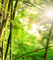 Image showing Nature, sun and bamboo plant in forest for natural environment, ecosystem and plant background. Earth, sustainability and closeup of leaf for organic, gardening and ecology with sunshine in woods