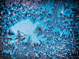 Image showing Cold, winter and closeup of leaves, frozen and nature in harmony outdoors in water, calm and beautiful. Plant, fern and floating leaf in ice in a cool season, beauty and calming on the surface