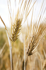 Image showing Barley Field