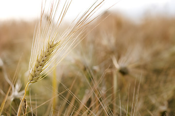 Image showing Barley