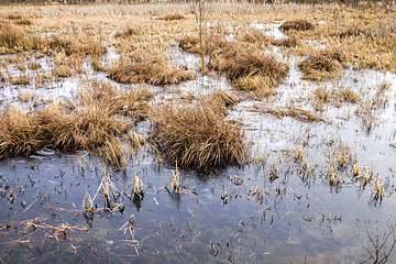 Image showing swamp in winter, daytime