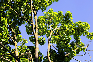 Image showing plant growth