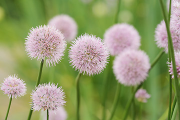 Image showing Chives