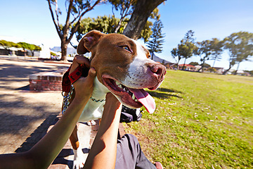 Image showing Pov, park and dog with hands of person playing for happy, bonding and animal care. Playful, nature and relax with closeup of man holding pet in outdoors for companion, affectionate and happiness