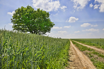 Image showing lone oak