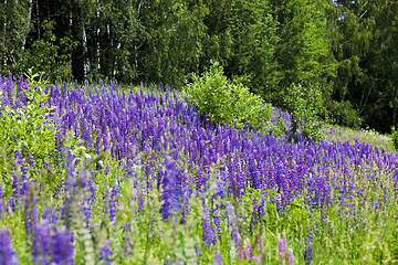 Image showing real wild Lupin