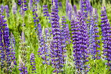 Image showing wild blooming lupine