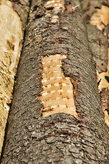 Image showing natural pine wood