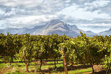 Image showing Farm, vineyard and mountain in the background for agriculture, sustainability or organic wine farming. Sky, nature and spring with crops growing in the countryside for alcohol production outdoor