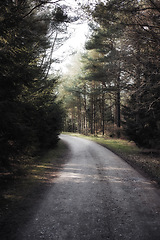 Image showing Nature, trees and route with road in forest for environment, adventure and journey. Transportation, travel and gravel path with route in woods for morning, scenery and freeway landscape