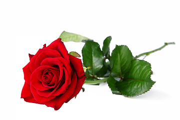 Image showing Lonely red rose