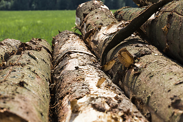 Image showing logging pine logs